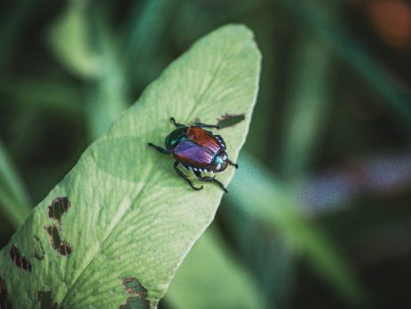 Japanese beetle