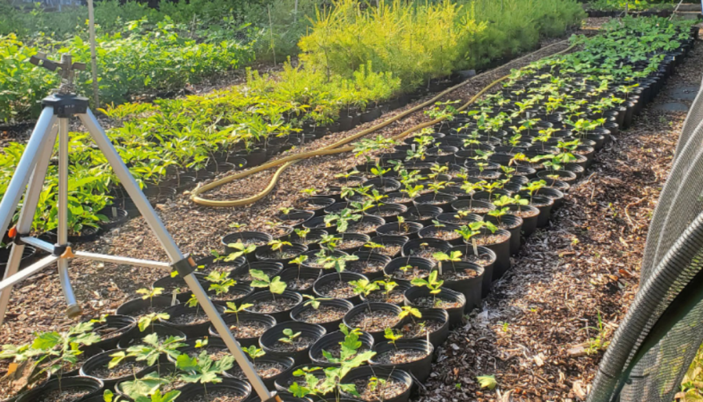 a row of potted sprouts in an experimental plot