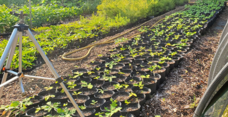 a row of potted sprouts in an experimental plot