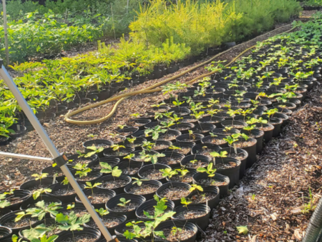 a row of potted sprouts in an experimental plot