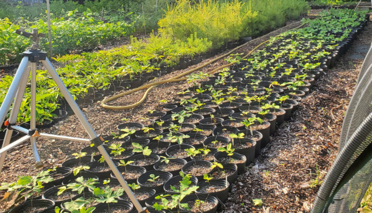 a row of potted sprouts in an experimental plot