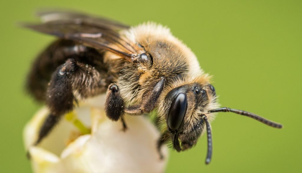bee
