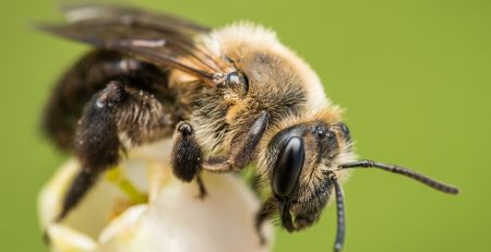 bee