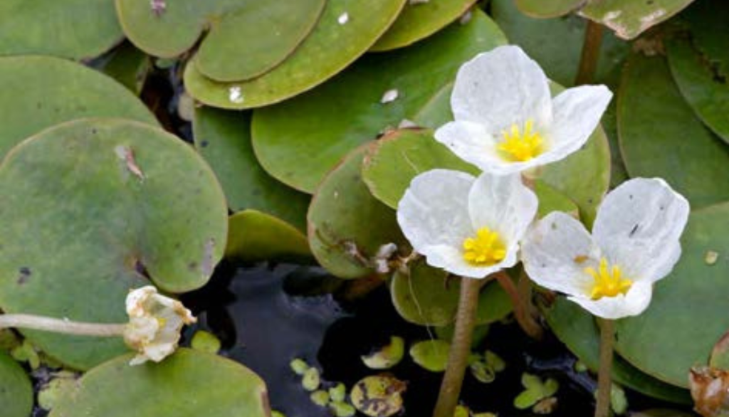 European frog-bit, an invasive species of aquatic plant