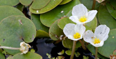 European frog-bit, an invasive species of aquatic plant