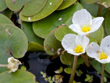 European frog-bit, an invasive species of aquatic plant