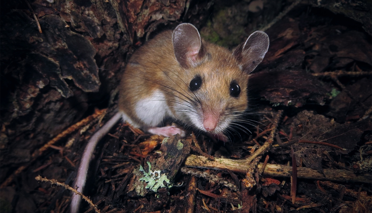 mouse