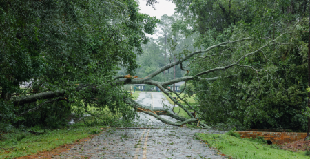 a downed tree across a road