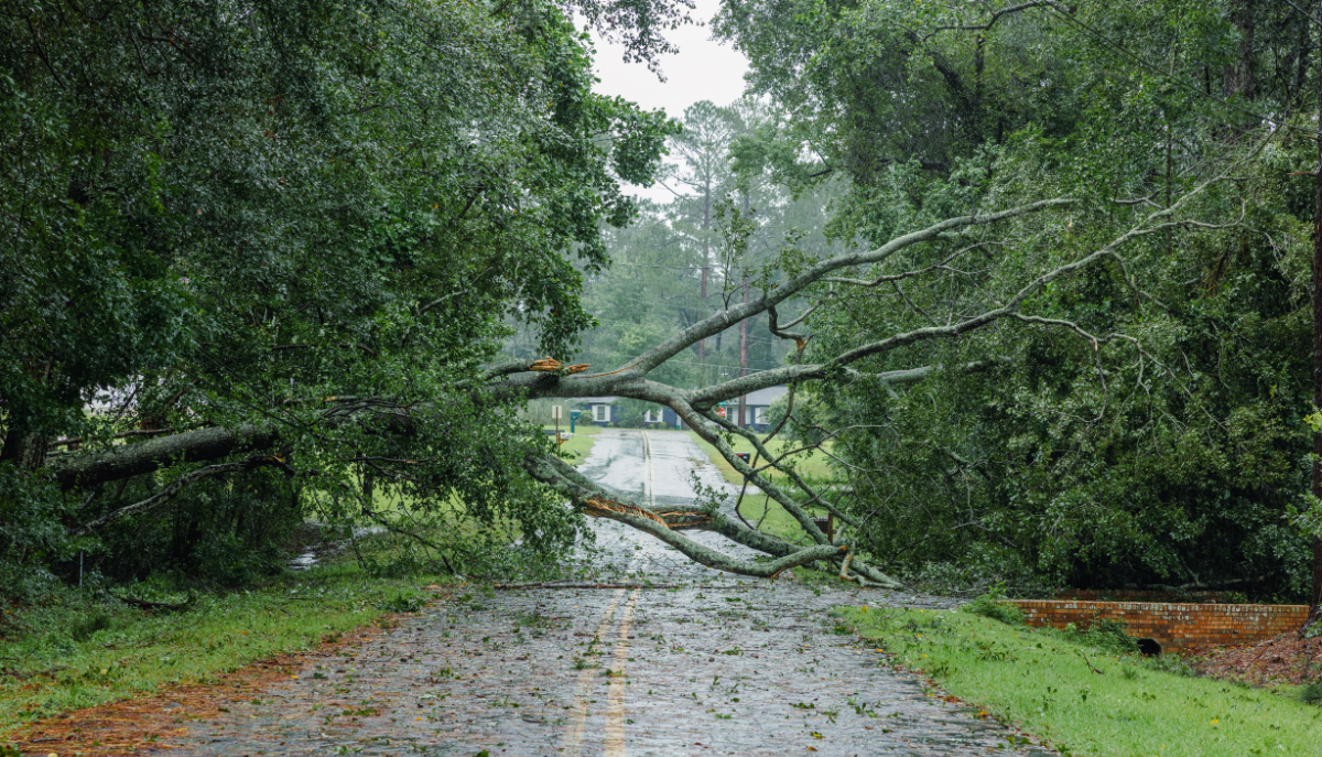 a downed tree across a road