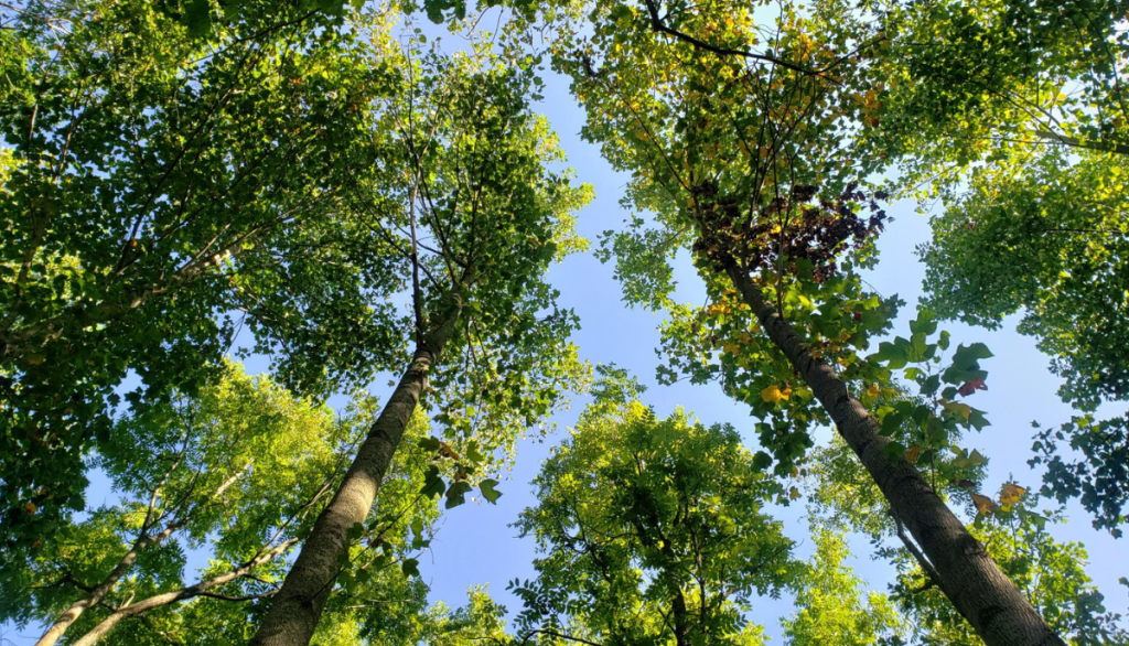 view of tree canopy from below