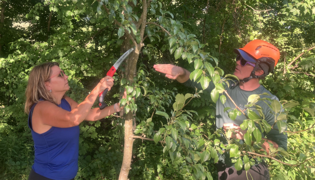 two people sawing a tree