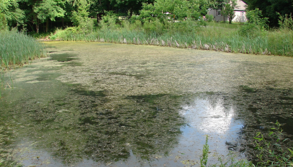 a small body of water