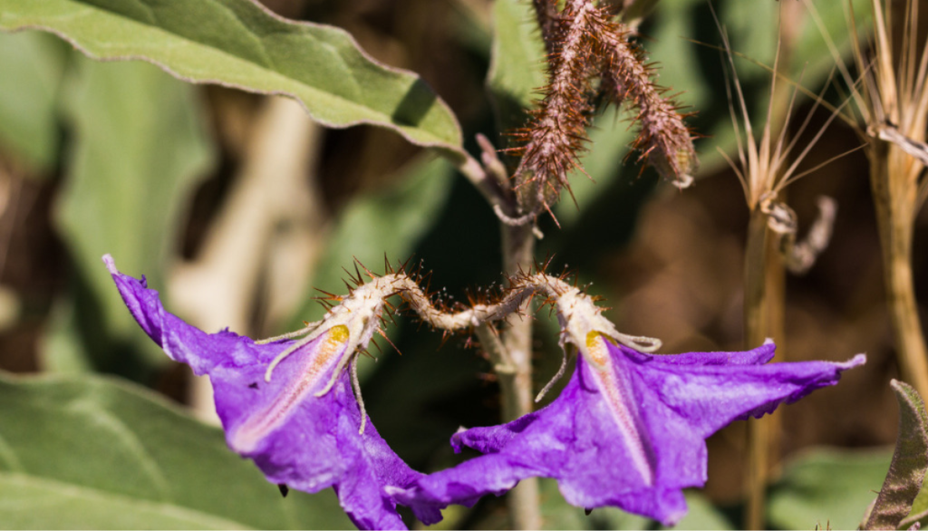 a purple flowering plant
