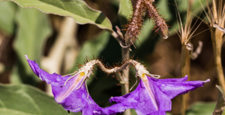 a purple flowering plant