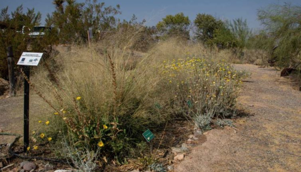flowering plants growing in the desert