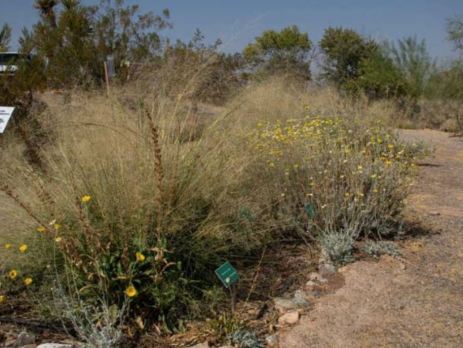 flowering plants growing in the desert