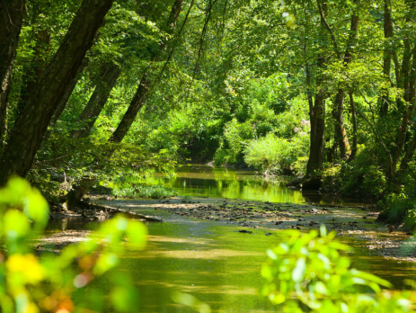 a creek through the woods
