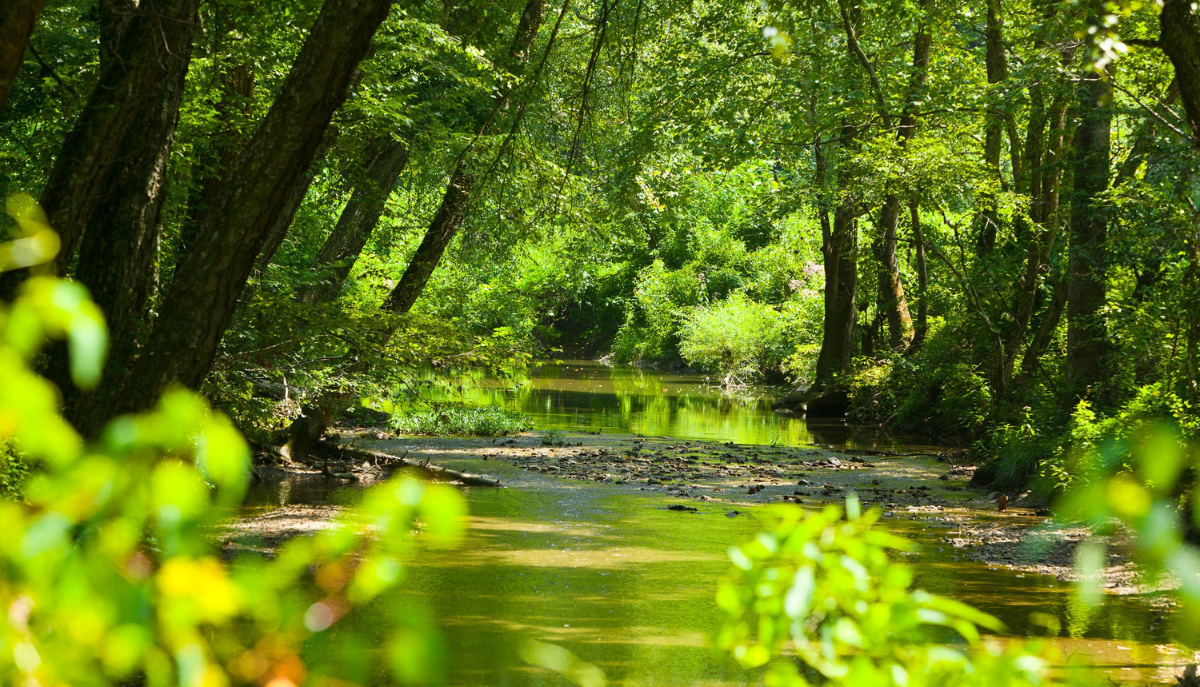 a creek through the woods