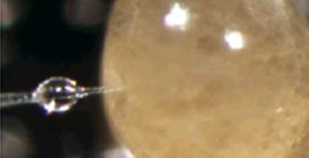 A researcher injects a tick embryo under the microscope.