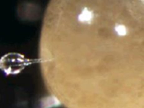 A researcher injects a tick embryo under the microscope.