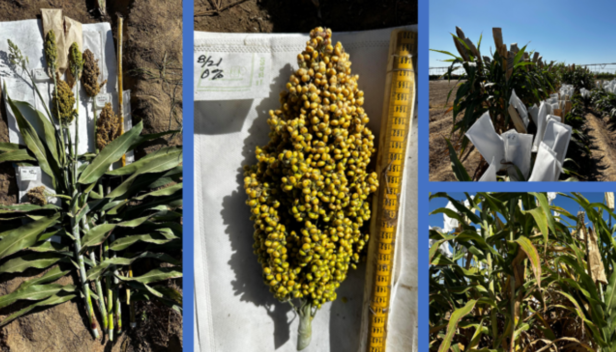 sorghum varieties