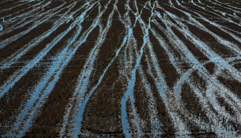 a flooded agricultural field