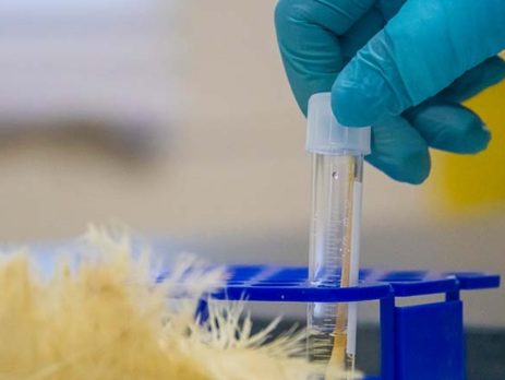 Scientists test a sample for C. perfringens at the MAFES H. H. Leveck Animal Research Center.