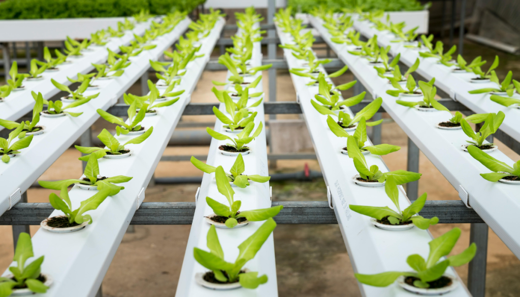 rows of hydroponic crops