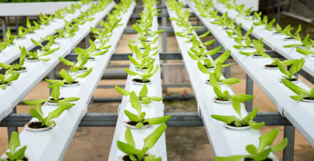 rows of hydroponic crops