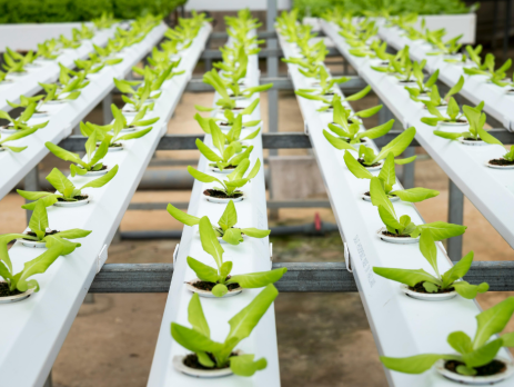 rows of hydroponic crops