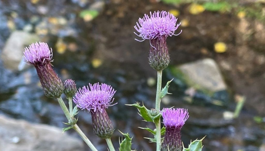 Canada thistle