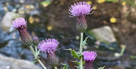 Canada thistle