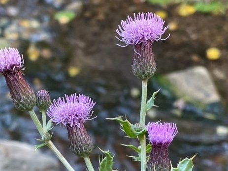 Canada thistle