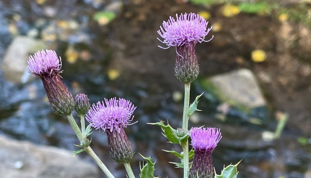 Canada thistle