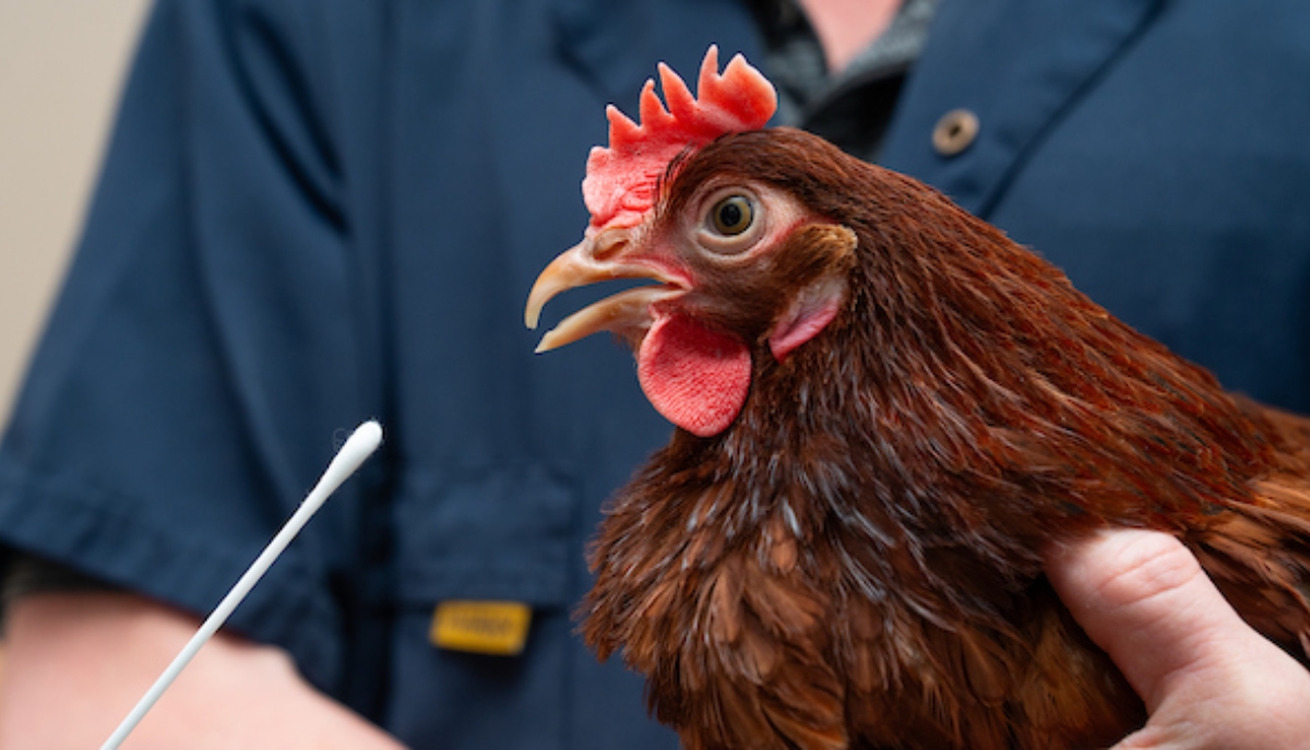 a chicken being held about to receive a swab test