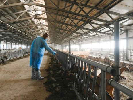 a person wearing PPE examines goats in a barn