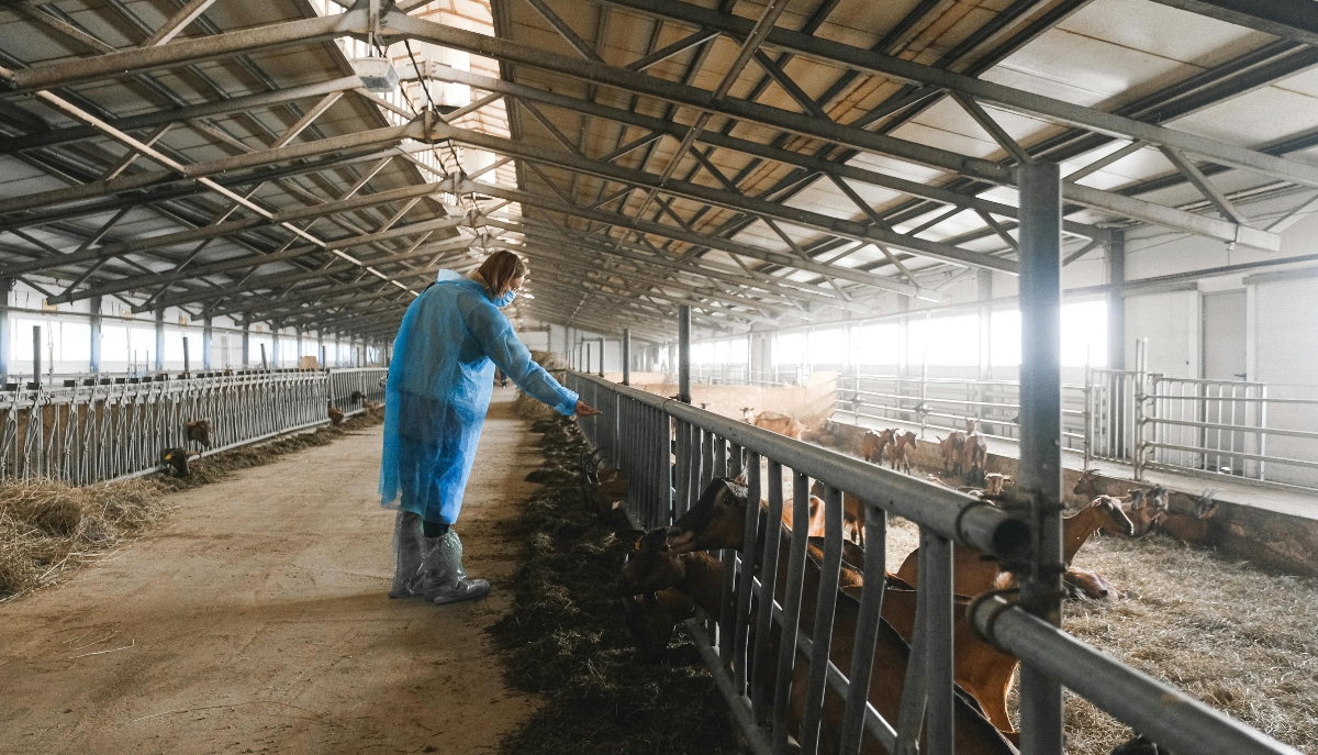 a person wearing PPE examines goats in a barn