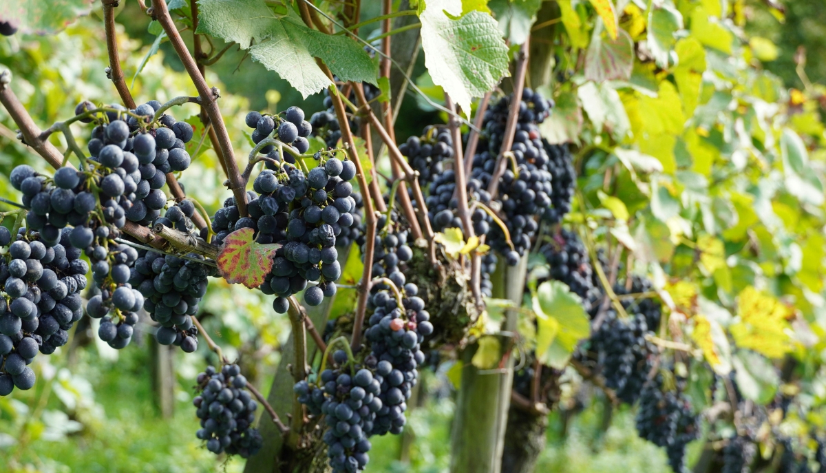 grapes on the vine
