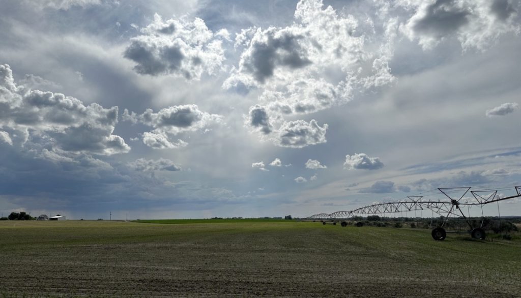irrigation of a field