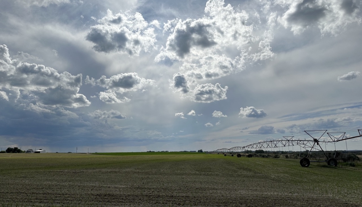 irrigation of a field