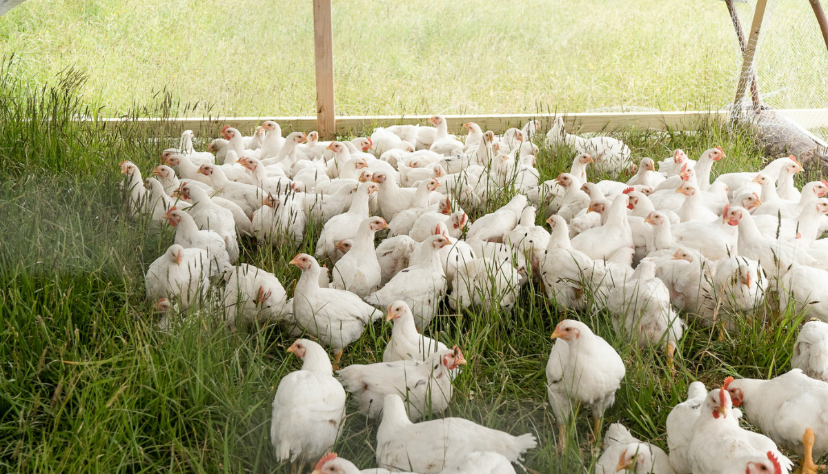 chickens in an outdoor pen
