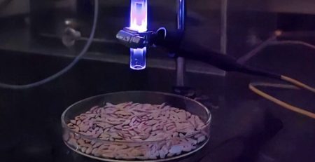 A glass tube with a glowing blue ejects plasma downward to a dish of rice seeds.