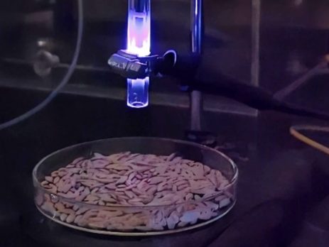 A glass tube with a glowing blue ejects plasma downward to a dish of rice seeds.