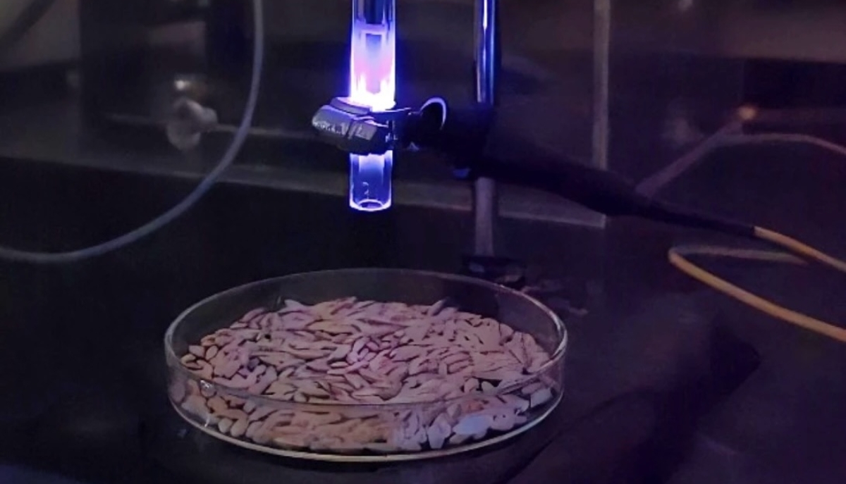 A glass tube with a glowing blue ejects plasma downward to a dish of rice seeds.