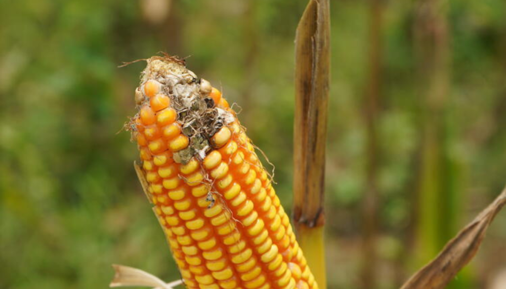 ear of corn with fungal growth
