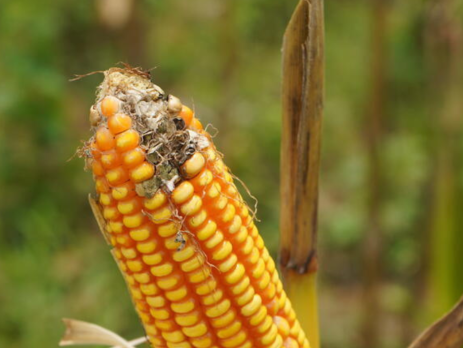 ear of corn with fungal growth
