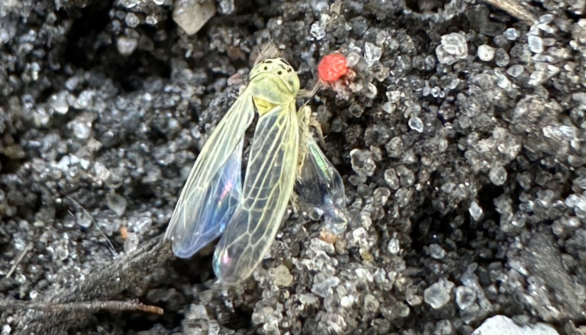 a cicada