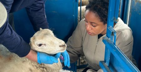 a vet giving a sheep a vaccine