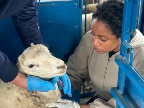 a vet giving a sheep a vaccine