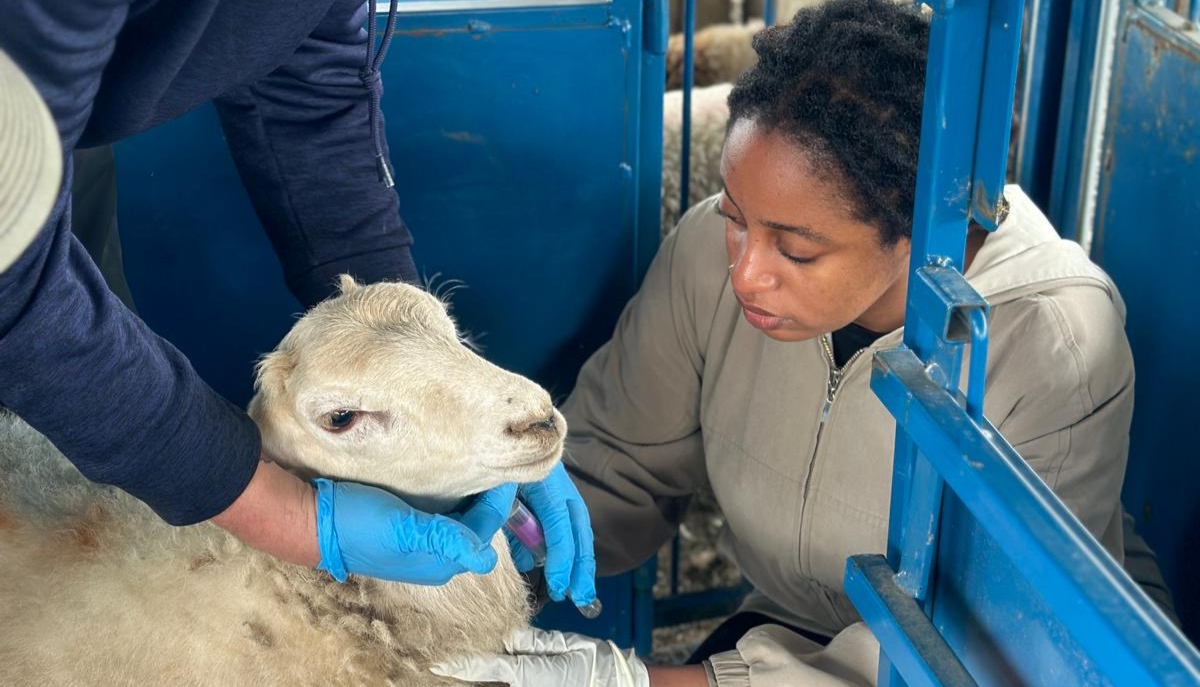 a vet giving a sheep a vaccine